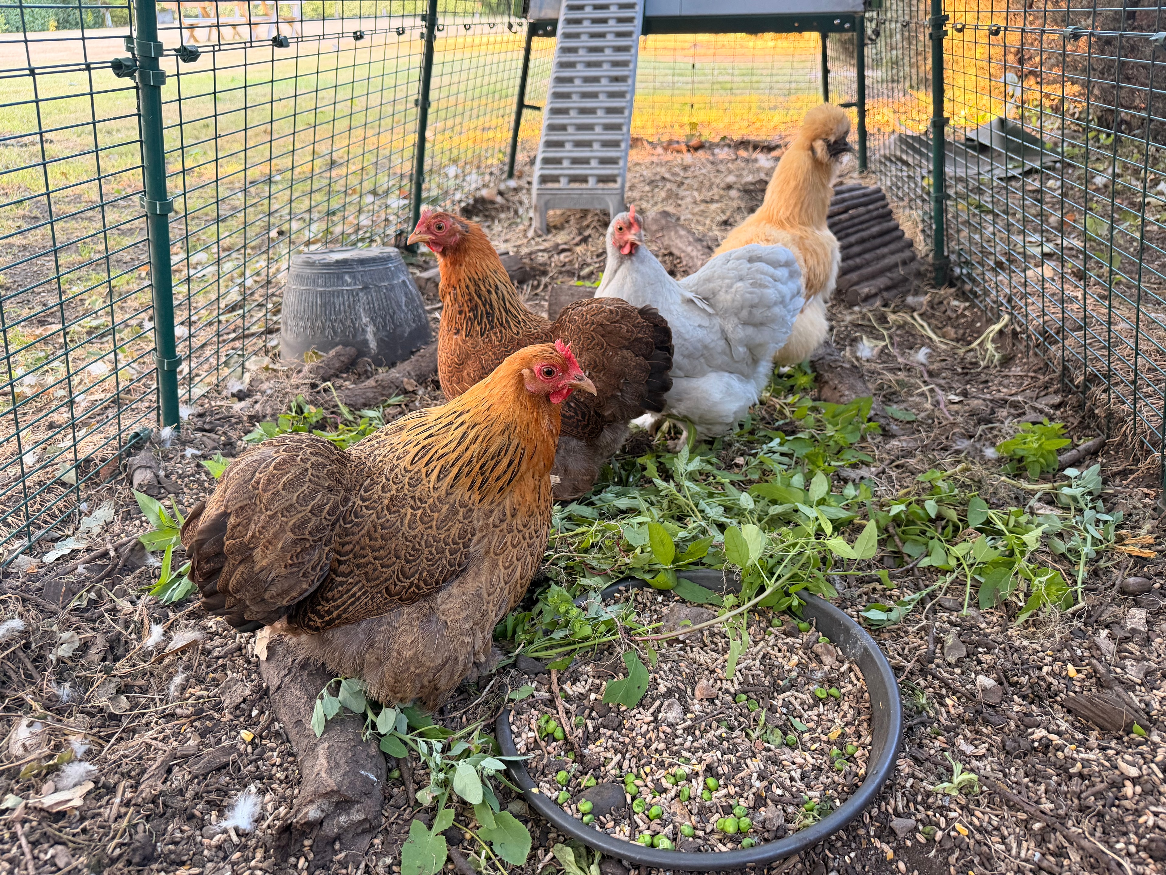 The Chickens — Chickens at The Willows